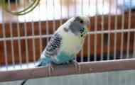 Parrot je odletio na ulicu kako bi isprobao poslastice golubova